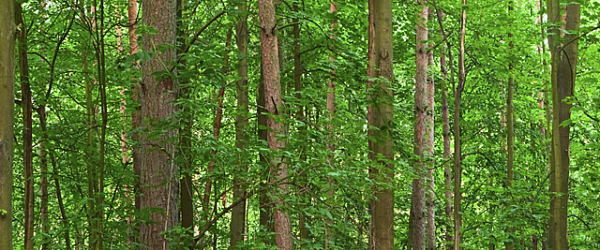 Posadź z nami 1000 drzew